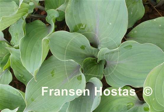 Hosta Plum Delicious